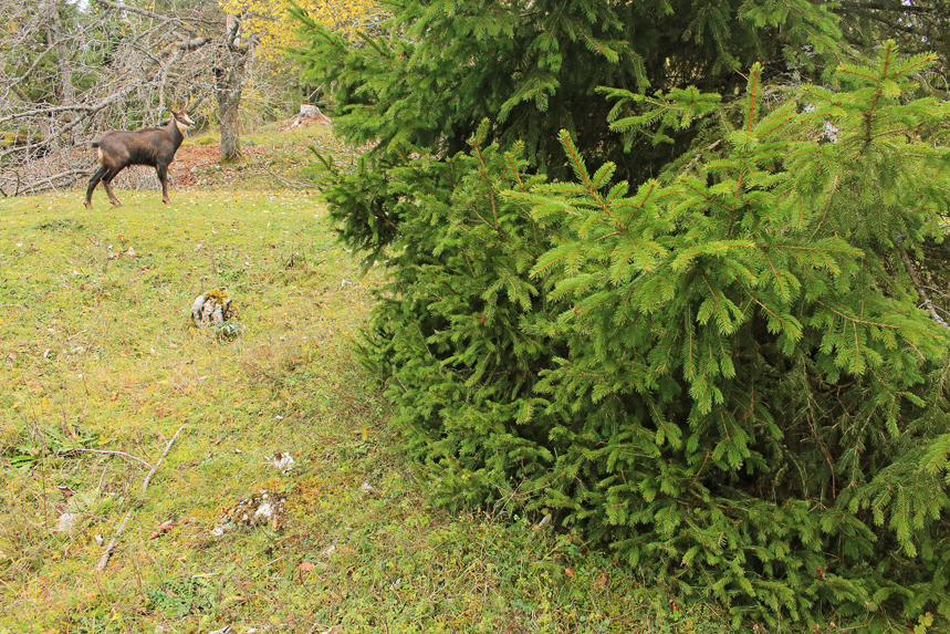 chamois rut jura julien arbez