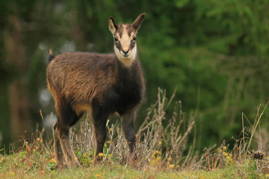 chamois rut jura julien arbez