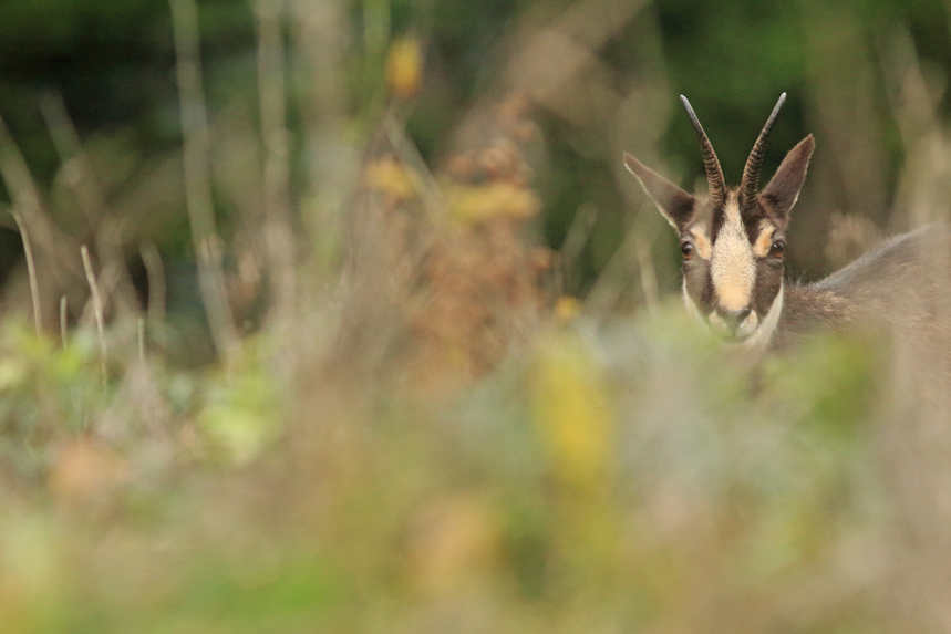 chamois rut jura julien arbez