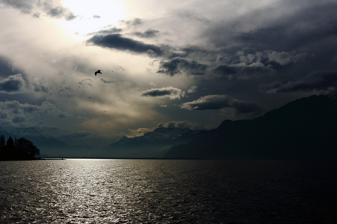 lac léman vevey oiseaux