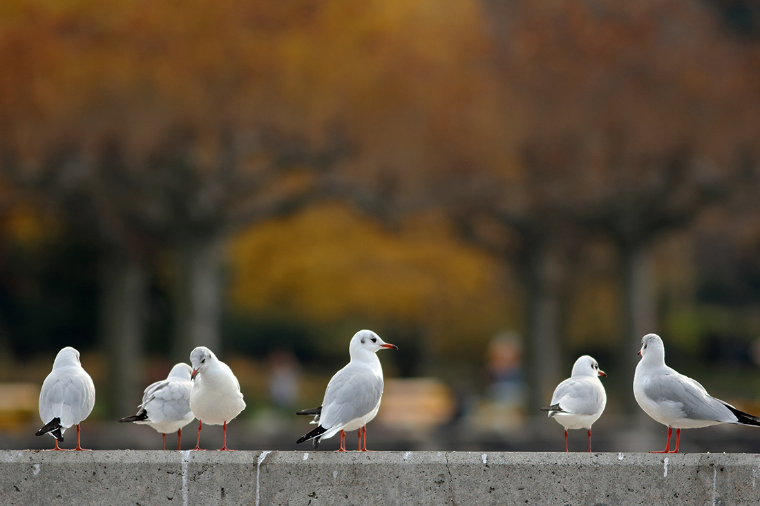 mouettes rieuses vevey lac léman