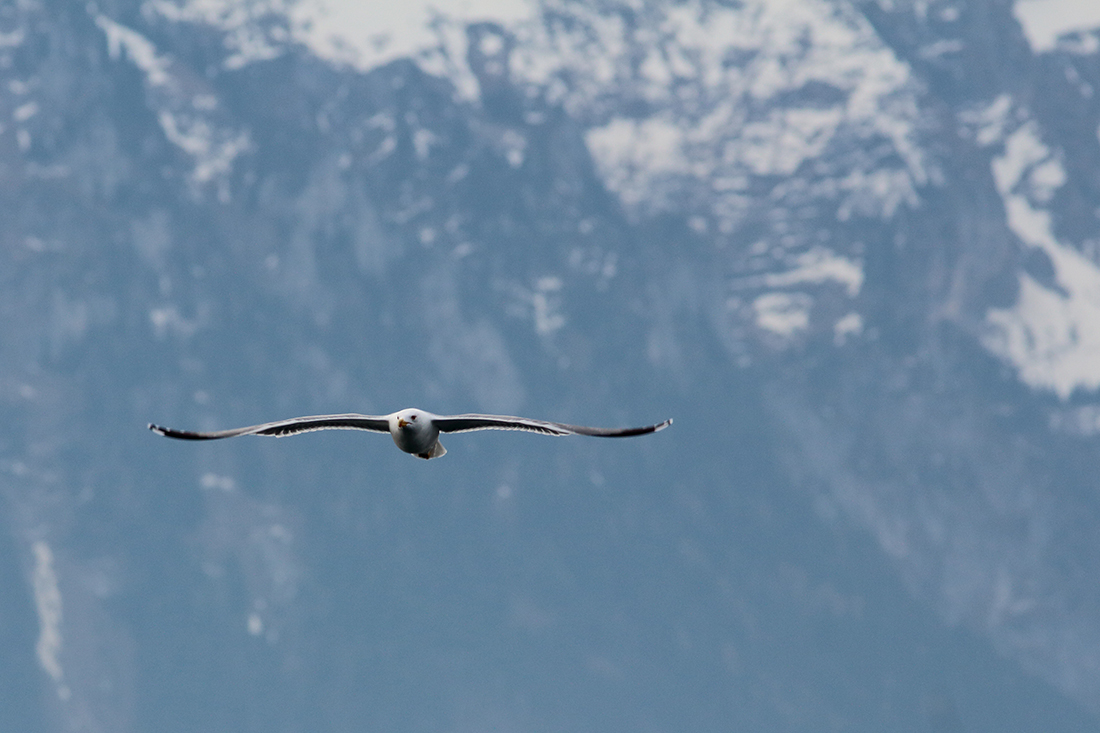 goéland alpes vevey