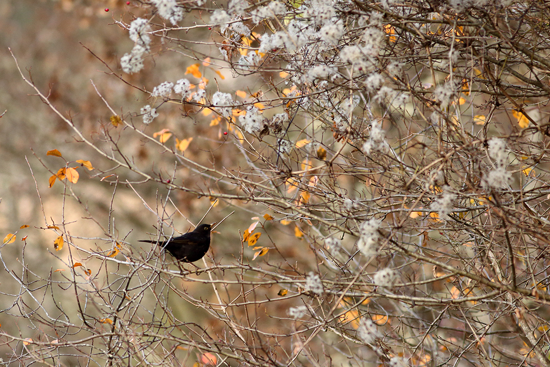 merle automne