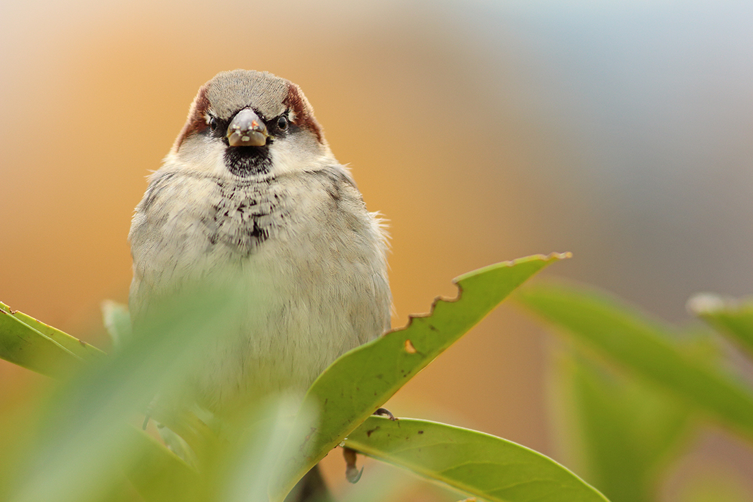 moineau domestique vevey