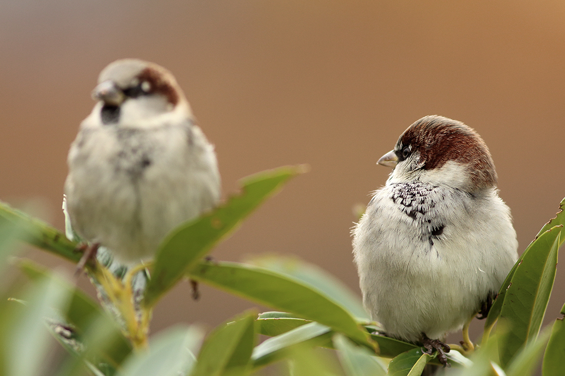 moineau domestique vevey