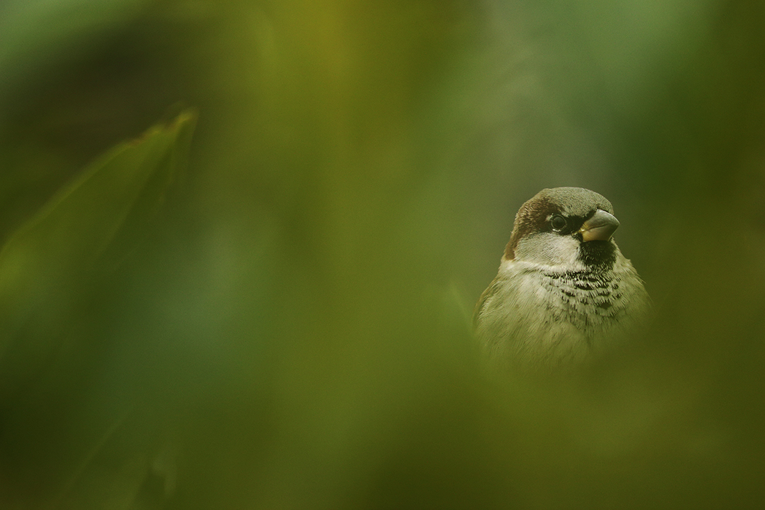 moineau domestique vevey