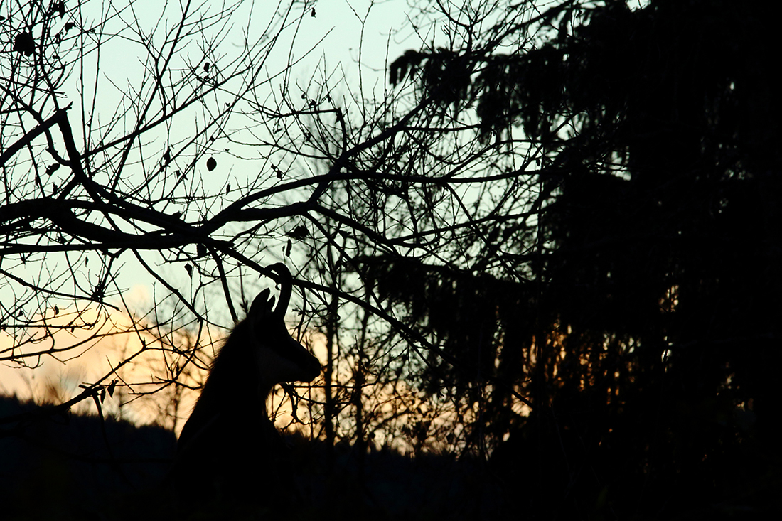 chamois jura