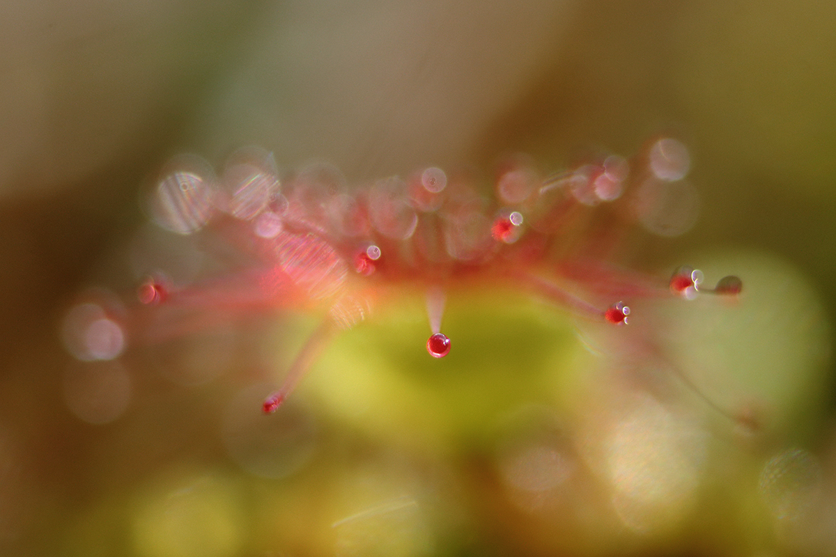 drosera lamoura