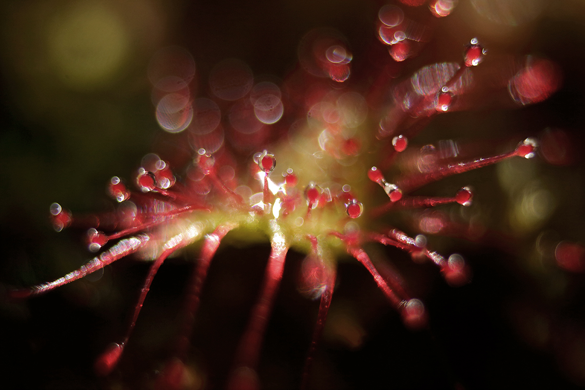 drosera lamoura