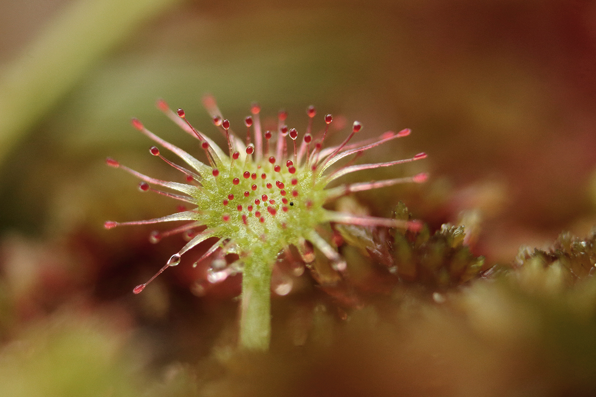 drosera lamoura