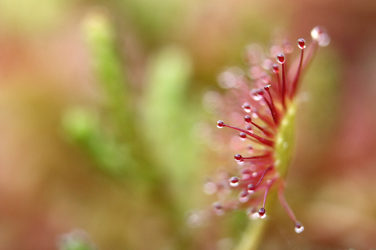 drosera lamoura