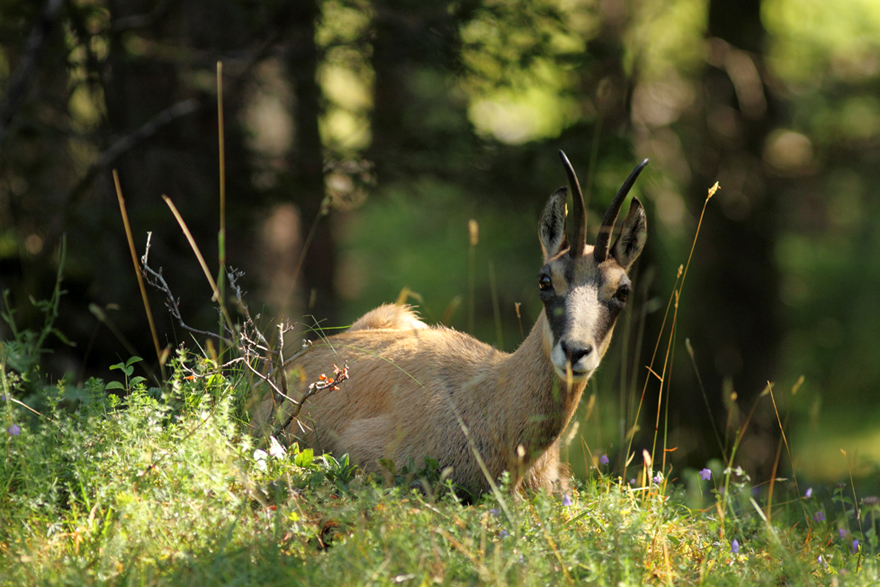 Chamois au lac de Joux, en Suisse