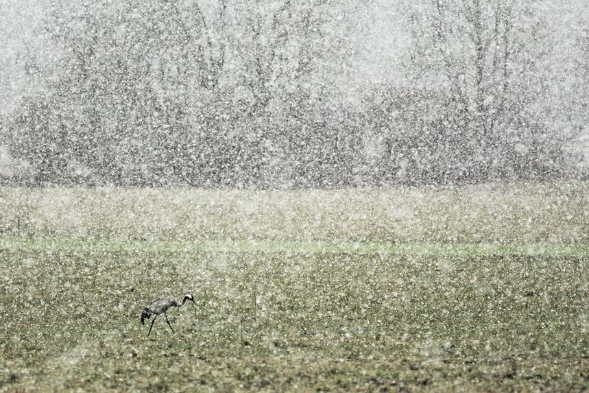 grue cendrée migration neige