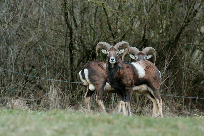 mouflons bous printemps julien arbez