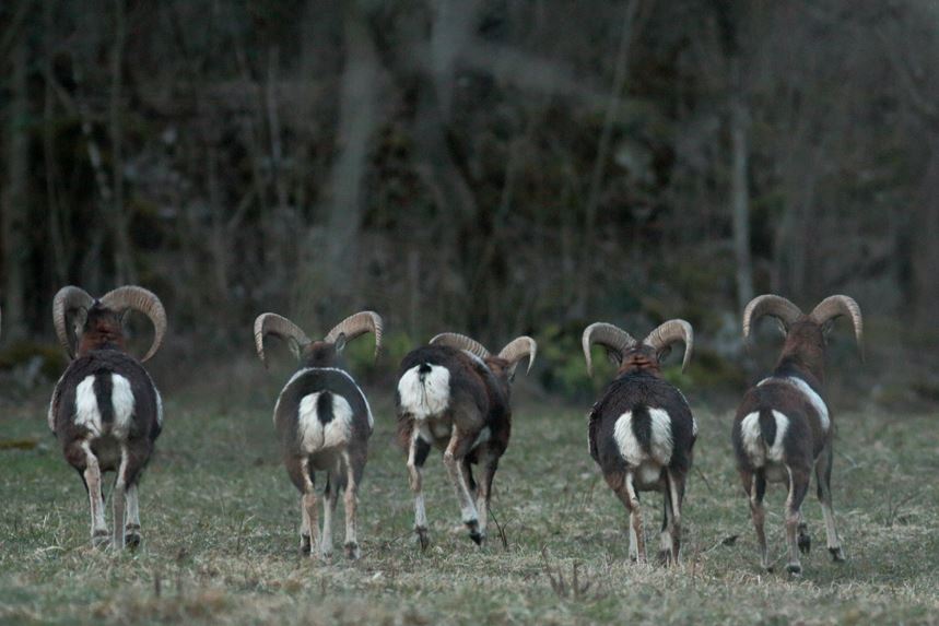 boucs mouflons faverges julien arbez