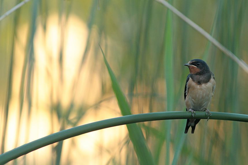 hirondelle rustique roselière soir