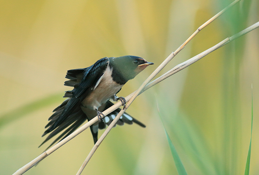 hirondelle rustique roselière soir