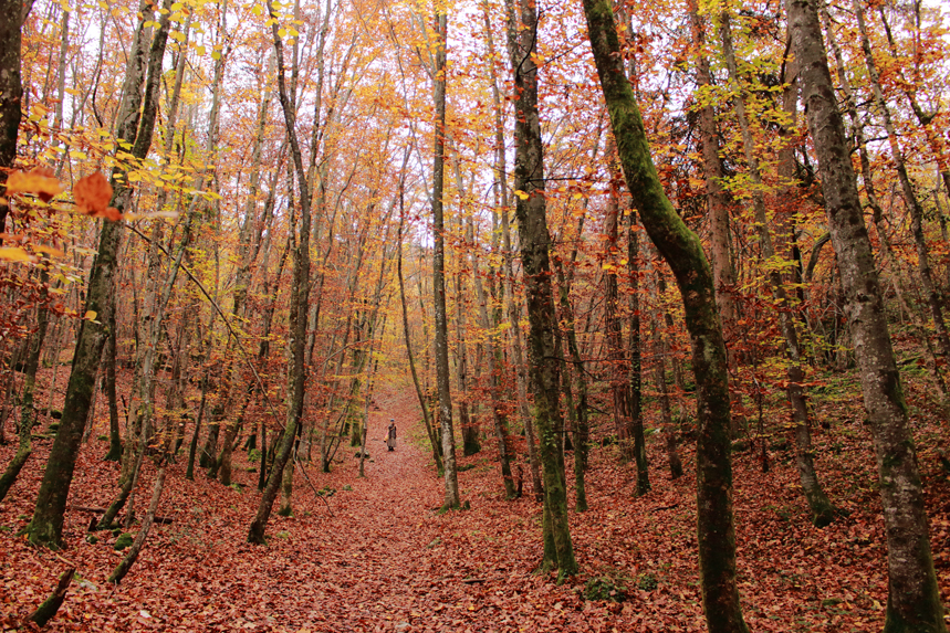 lutin en forêt hêtraie julien arbez