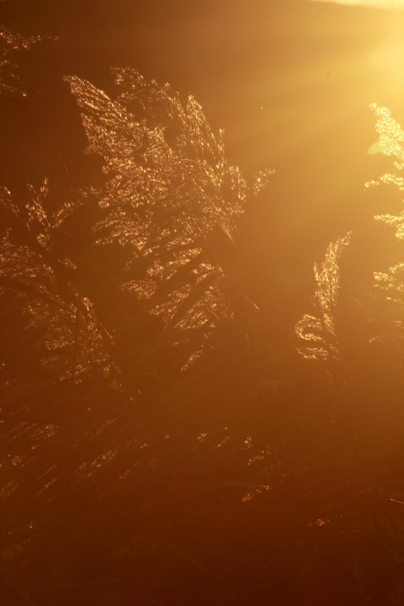 roselière coucher de soleil julien arbez