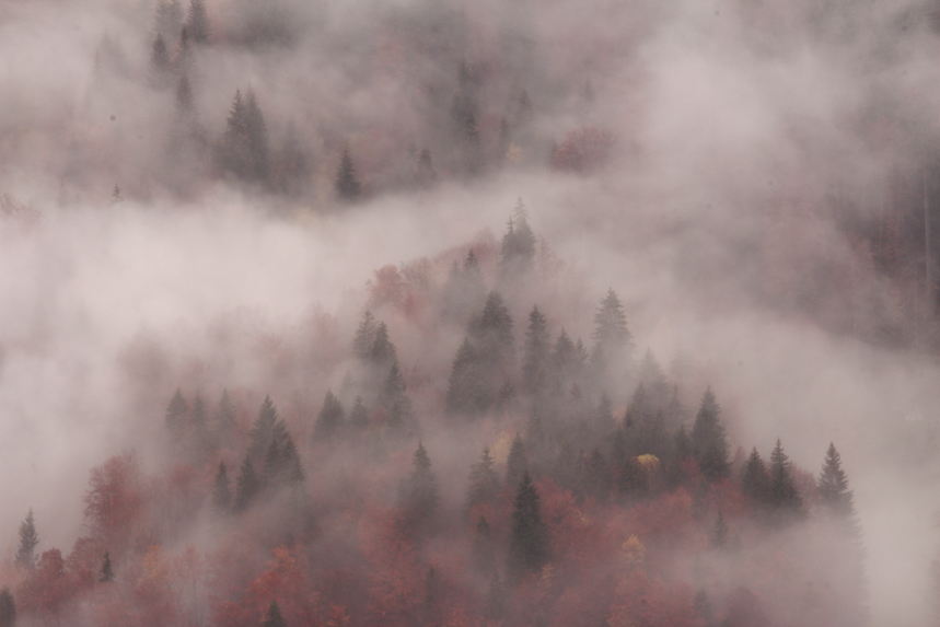 Brume en forêt mystère julien arbez 
