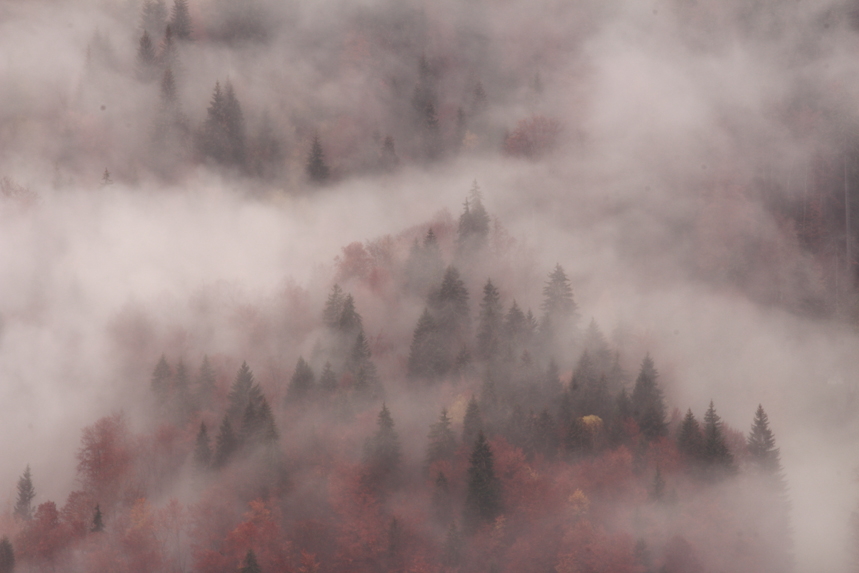 Brume en forêt mystère julien arbez 