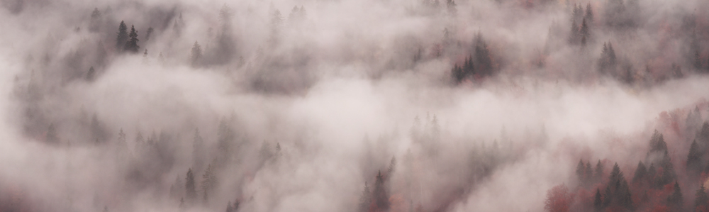 Brume en forêt mystère julien arbez