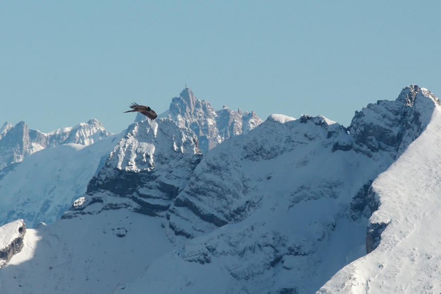 gypaète barbu aravis aiguille du midi julien arbez