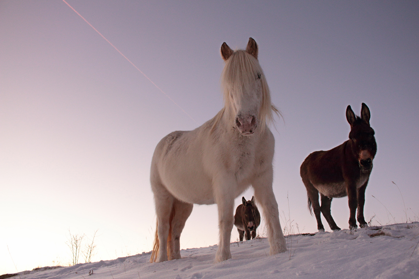 cheval les bouchoux âne julien arbez