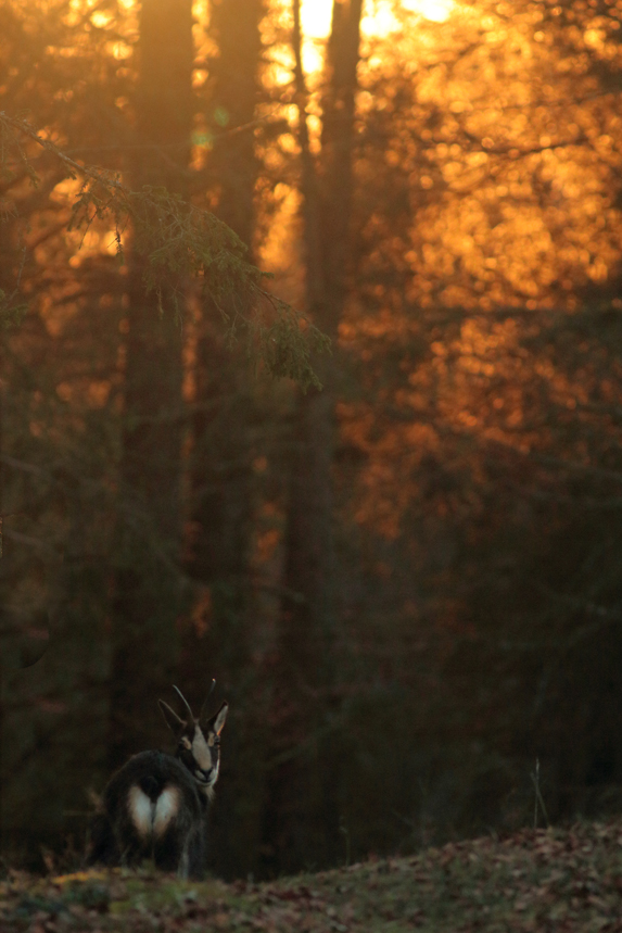 chamois julien arbez