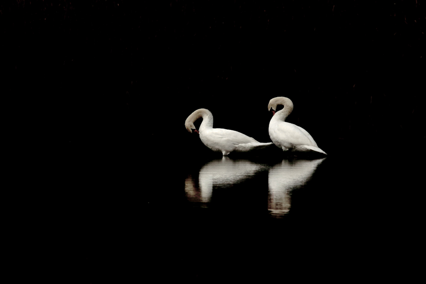 cygnes julien arbez