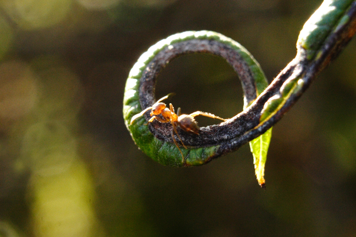 fourmis, automne, macro, julien arbez