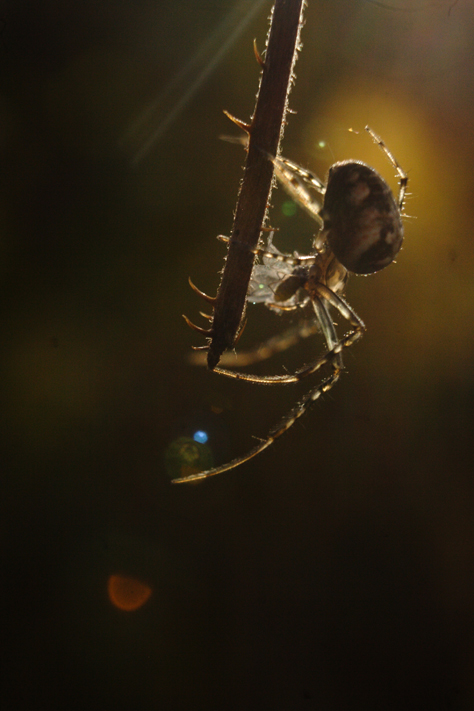 araignée en automne, metallina, Julien ARBEZ