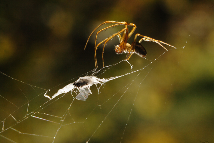 araignée en automne, proie, metallina, Julien ARBEZ