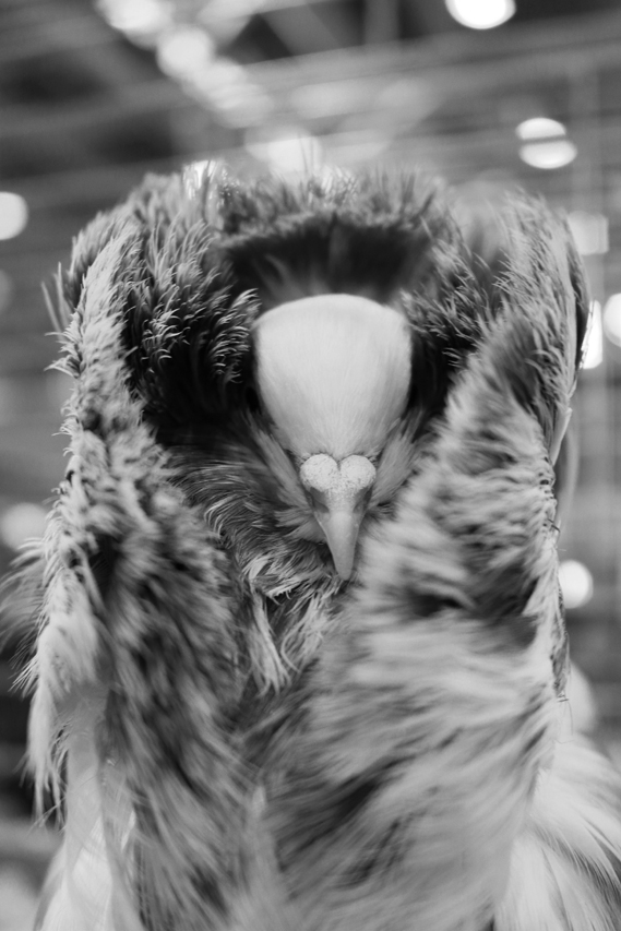 pigeon salon de l’agriculture, julien arbez