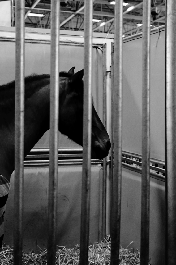 cheval au salon de l’agriculture, julien arbez