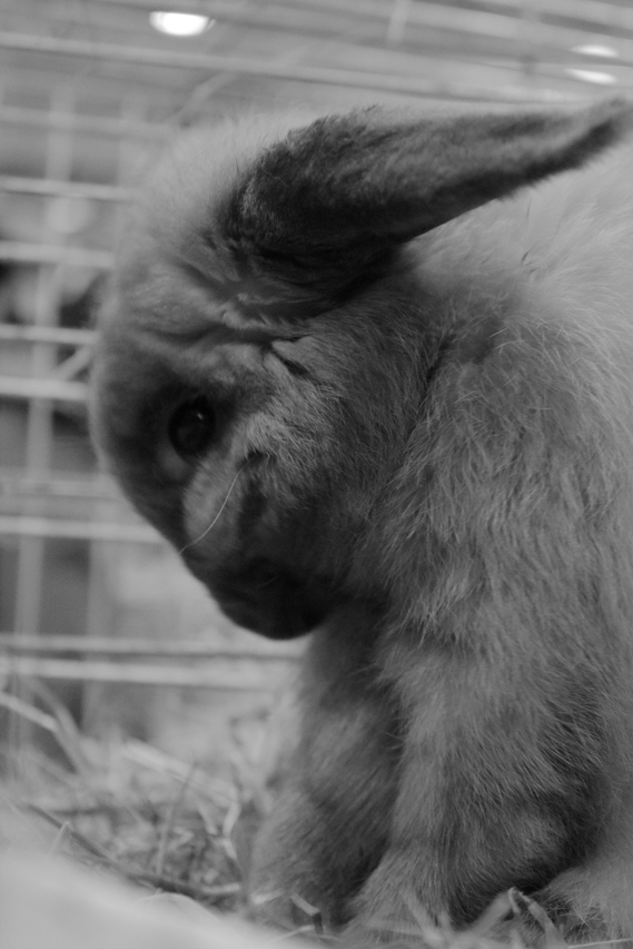 lapin au salon de l’agriculture, julien arbez