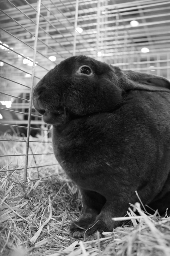 lapin au salon de l’agriculture, julien arbez