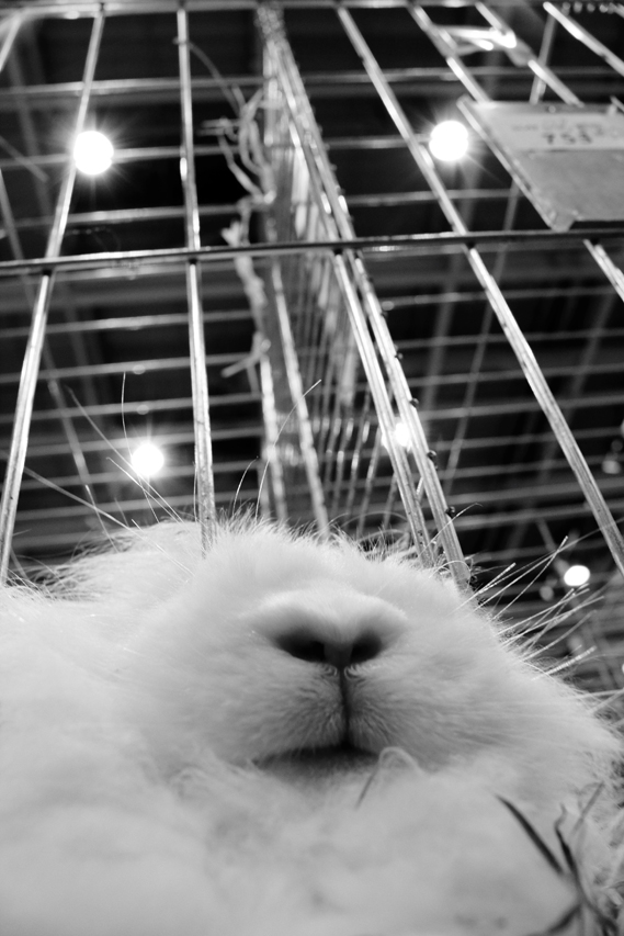 lapin au salon de l’agriculture, julien arbez