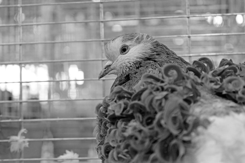 pigeon au salon de l’agriculture, julien arbez