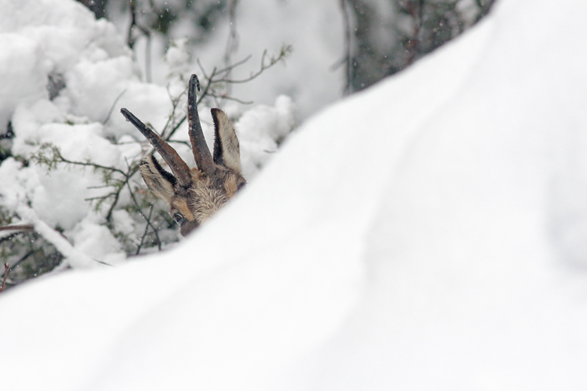 chamois dans la neige, julien arbez