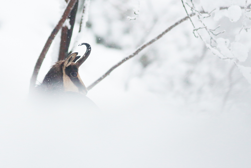 chamois dans la neige, julien arbez