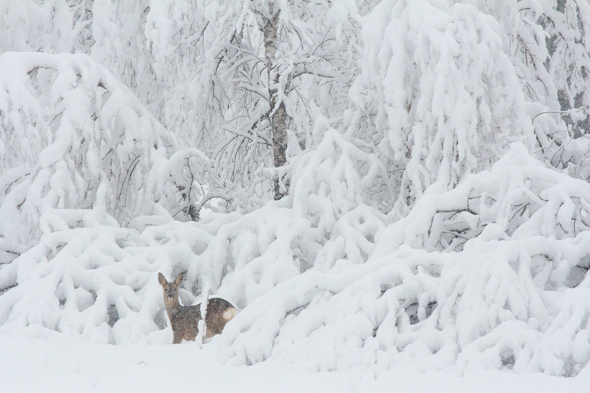 chevreuil dans la neige, julien arbez