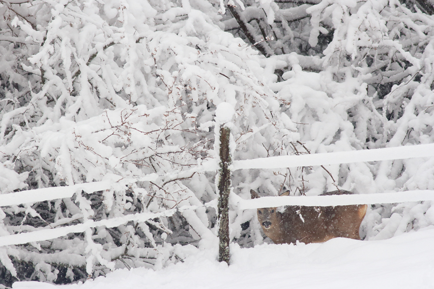 chevreuil dans la neige, julien arbez