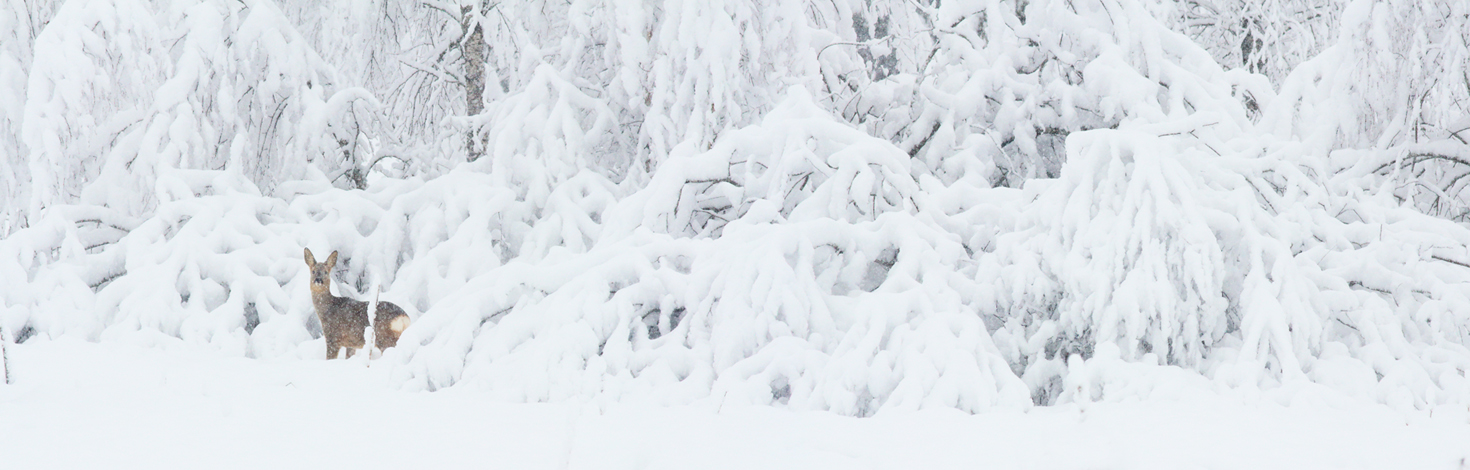 chevreuil dans la neige, julien arbez