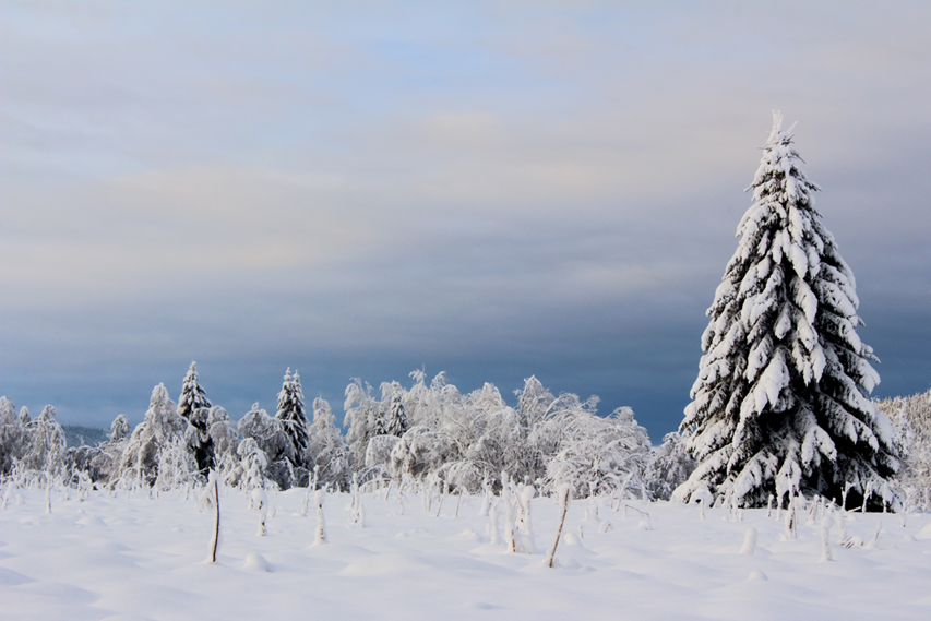 haut-jura sous la neige, julien arbez