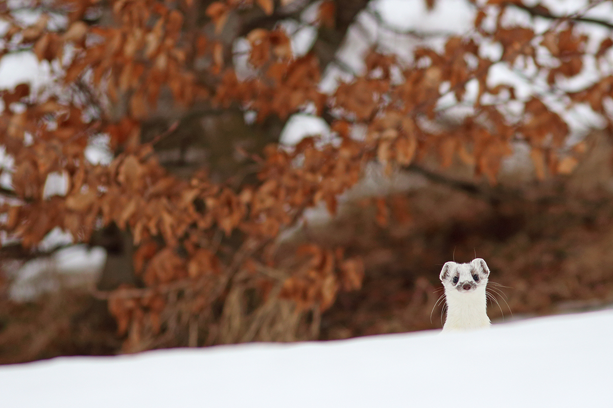 hermine mue hiver jura