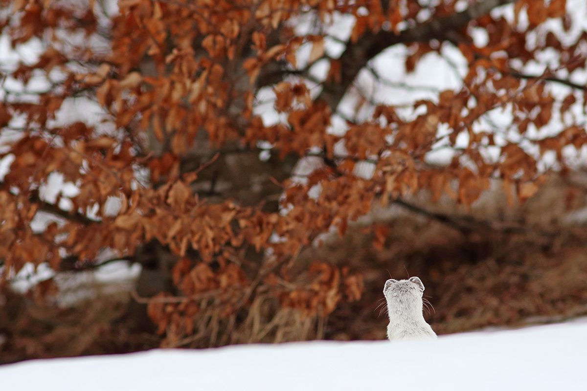 hermine mue hiver jura