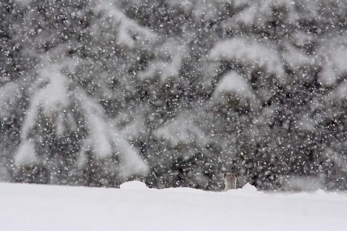 hermine mue hiver jura