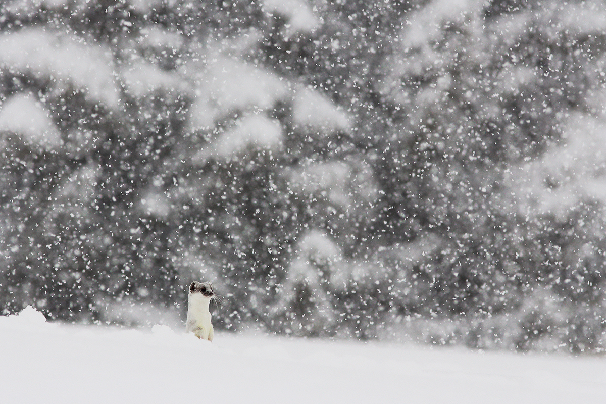 hermine mue hiver jura