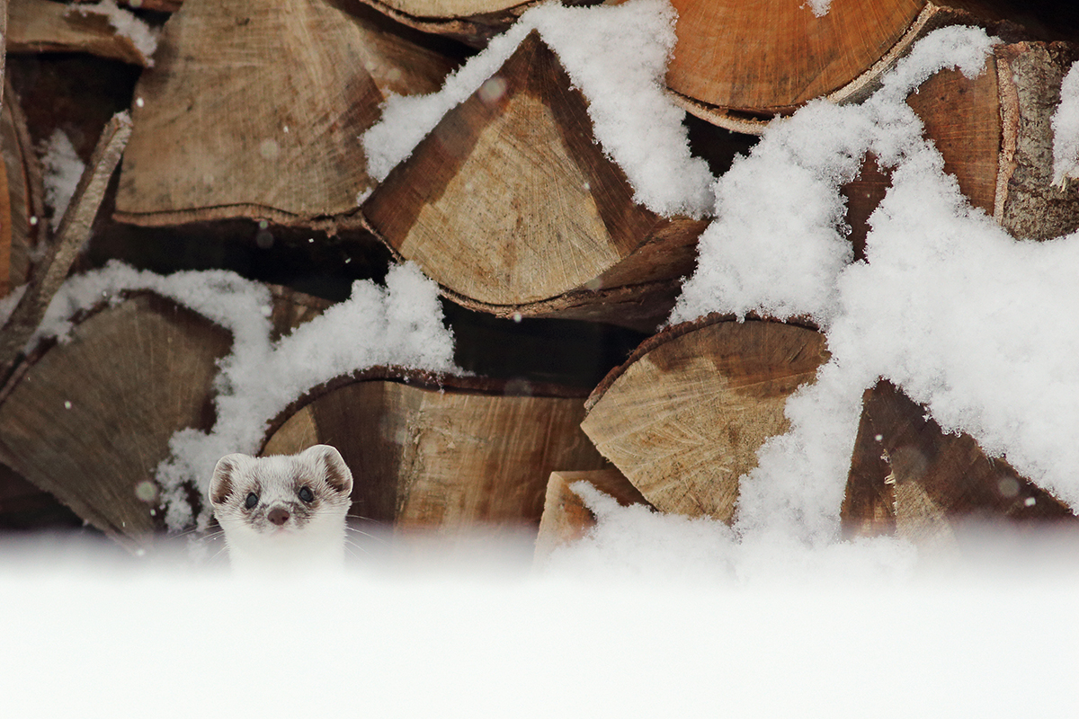 hermine mue hiver jura